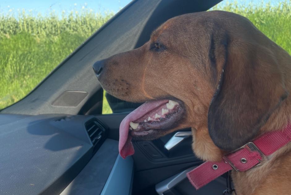 Alerte Découverte Chien Femelle Vendeuil France Alerte Découverte Chien Femelle Vendeuil France